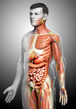 3d rendered medically accurate of the male anatomy