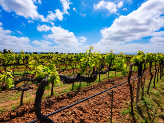 Fototapeta na wymiar Rows of vines in Sardinia