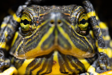 Obraz premium Macro photography, insects and plants in spring