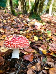 Toadstool