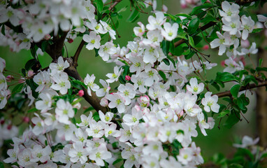 Many white flowers and buds on apple tree branch
