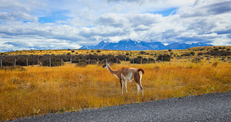 Nice Guanaco in the Yellow grass of the Torres Del Paine National park, Chile