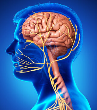 3d rendered medically accurate illustration of a male brain anatomy