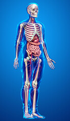 3d rendered medically accurate illustration of female Internal organs, skeleton and circulatory system