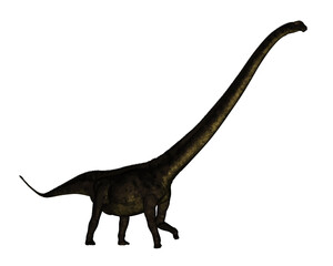 Mamenchisaurus dinosaur walk isolated in white background