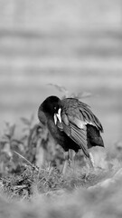 black winged blackbird