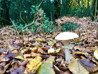 Toadstool