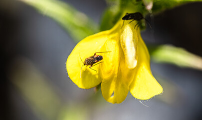 Macro photography, insects and plants in spring