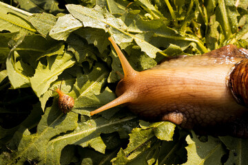 Big snail Achatina on the green gras with little baby snail. Sun shine