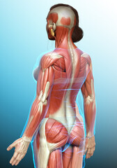 3d rendered medically accurate illustration of a female muscle system