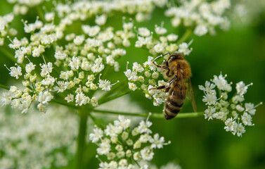 bee on a flower