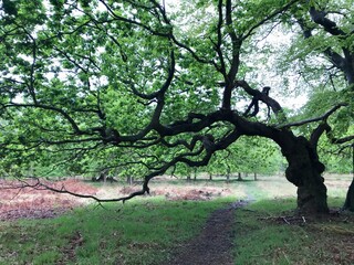 sideways tree