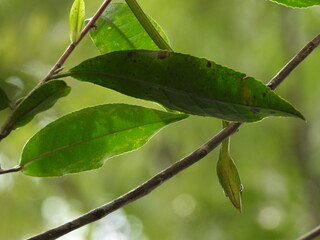 Green Vine Snake, hiding under green leaves
