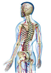 3d rendered medically accurate illustration of the male circulatory and skeleton system