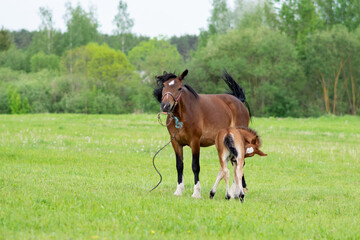 A bay horse with a foal in a field on a grazing.