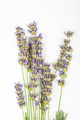 bottle of essential oil with fresh blooming lavender twigs