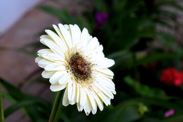 white gerbera daisy in a garden 