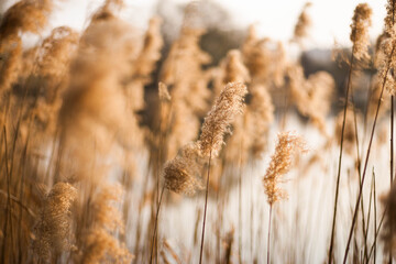 Fototapeta premium Dry grass in the wind in the field.