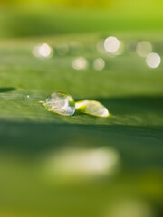 water drops on green leaf