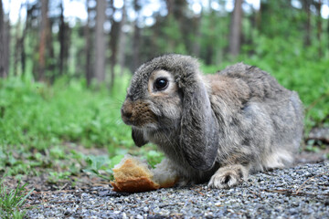 Fototapeta premium Gray rabbit eating a crust of bread in a pine forest