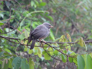 Jungle Babbler, Nilgiris