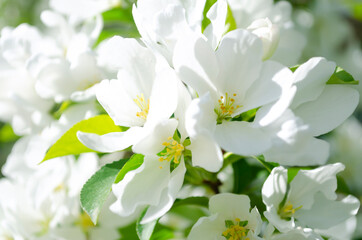 Blooming apple tree. White flowers. Spring flowering. Pollen. Stamen. Petal.