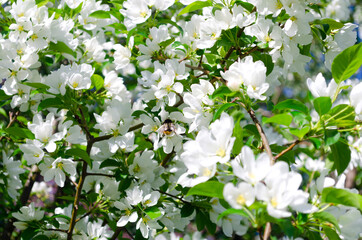 Blooming apple tree. Bumblebee on white flowers. Spring flowering. Pollen. Stamen. Petal.
