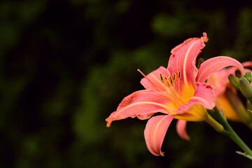 An orange day lily with large petals protrudes into the picture from the side, against a dark background in spring