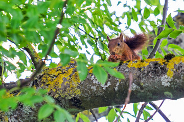 Eichhörnchen