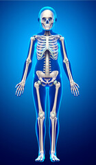 3d rendered, medically accurate illustration of a young girl skeleton system