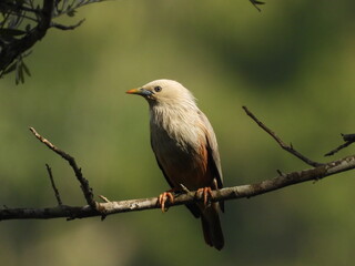 Malabar starling, Nilgiris