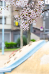 Fototapeta na wymiar 桜の花と半球形の遊具