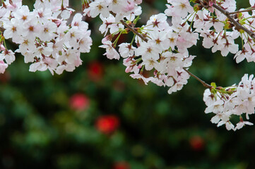 満開の桜の花と赤い花