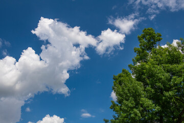 Spring green tree against blue sky and clouds
