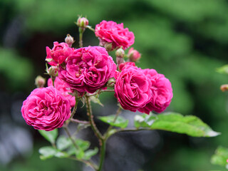 rose bush flowers during blossoming after rain