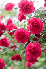 rose bush flowers during blossoming after rain