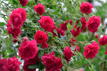 rose bush flowers during blossoming after rain