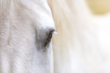 A detail of white horse