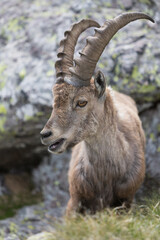 a portrait of ibex