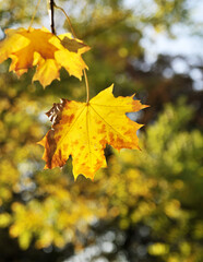 The autumn leaves on blue sky background.
