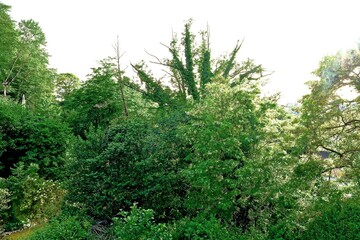 crowns of trees and shrubs with dense foliage