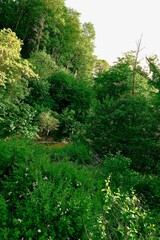 crowns of trees and shrubs with dense foliage