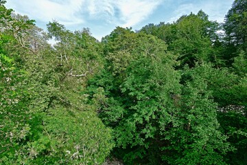 crowns of trees and shrubs with dense foliage