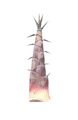 Bamboo shoot isolated on white background , clipping path