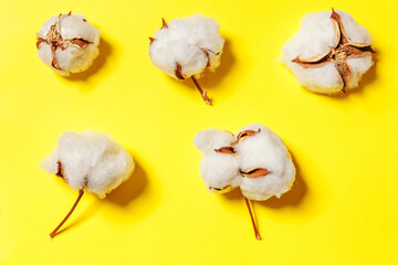 Simply minimal design with white cotton flowers isolated on yellow colorful background. Fabric cloth softness natural organic farm allergy concept.