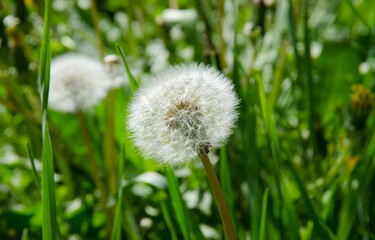 Dandelion on a green meadow