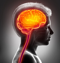 Obraz premium 3d rendered, medically accurate illustration of a young boy highlighted brain /headache