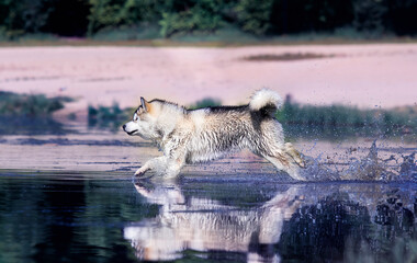 dog runs fast on the water with splashes