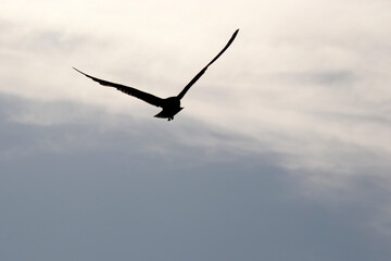 Fototapeta na wymiar Silhouette of flying seagull against the sky with clouds. Background for freedom and sea vacation