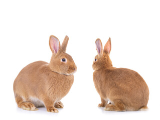  two brown bunny sitting on a white background.